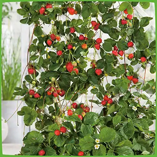 Klettererdbeere Hängeerdbeere Fragaria von Garten Schlüter