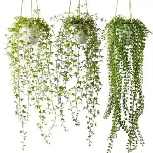 Hängepflanze Yvonneyi 3 Stück künstlich im weißen Topf, 94/88,9/88,9 cm