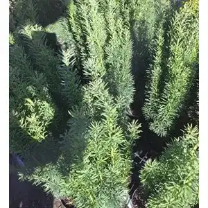 Schmale Säuleneibe Taxus baccata Fastigiata Robusta im 0,5 L Topf