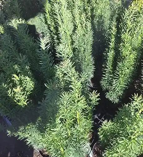 Schmale Säuleneibe Taxus baccata Fastigiata Robusta im 0,5 L Topf
