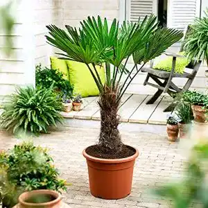 Chinesische Hanfpalme Trachycarpus fortunei Höhe 130-140 cm
