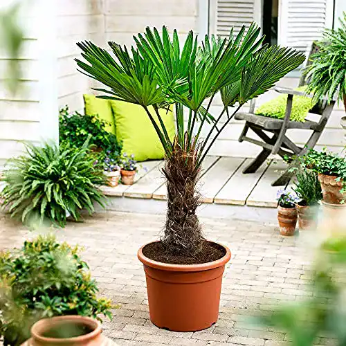 Chinesische Hanfpalme Trachycarpus fortunei Höhe 130-140 cm