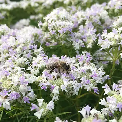 Bergminze Blumixx Stauden Pycnanthemum tenuifolium