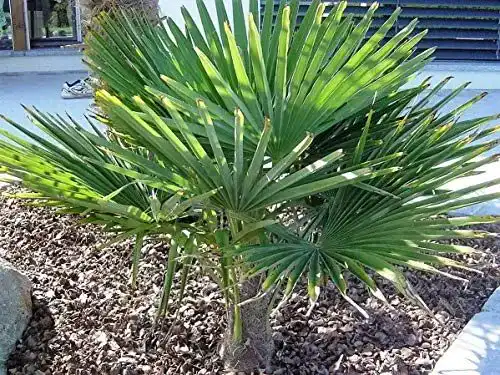 Hanfpalme Trachycarpus Ukhrulensis frosthart bis -20 Grad