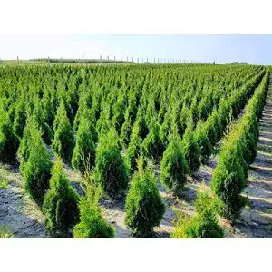 Thuja Iglaco Smaragd – Immergrüner Lebensbaum Heckenpflanze