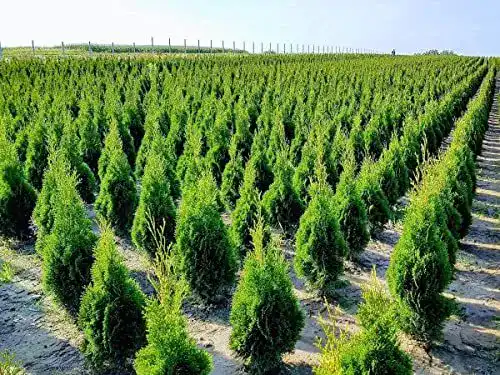 Thuja Iglaco Smaragd – Immergrüner Lebensbaum Heckenpflanze