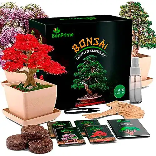 Bonsai Starter Kit Bonprime für Anfänger mit 4 Baumsorten