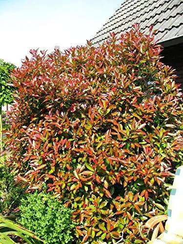Glanzmispel Photinia fraseri Red Robin als immergrüner Solitärpflanze