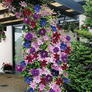 Clematis Pflanzen von Gardenersdream – Regenbogen Kletterpflanzen im Topf