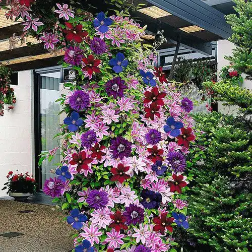 Clematis Pflanzen von Gardenersdream – Regenbogen Kletterpflanzen im Topf