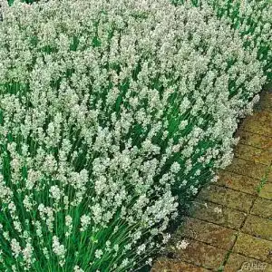 Lavendel Pflanze Alba Lavandula angustifolia – 3 winterharte Pflanzen im Topf