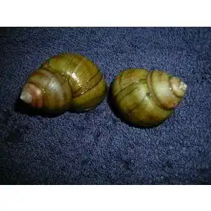 Algenfressende WaterPlants Sumpfdeckelschnecke für Teich und Aquarium