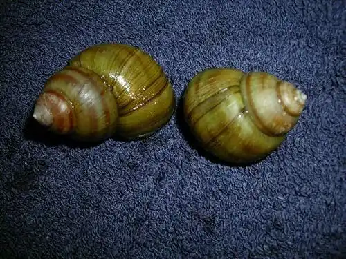 Algenfressende WaterPlants Sumpfdeckelschnecke für Teich und Aquarium