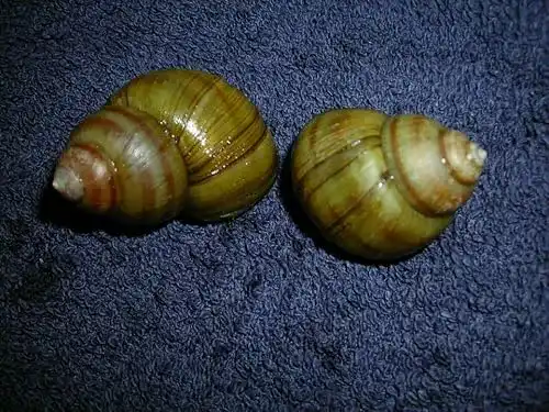 Algenfressende WaterPlants Sumpfdeckelschnecke für Teich und Aquarium