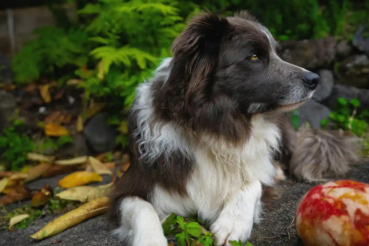 Gemüseflocken Hund - Gemueseflocken Hund 2