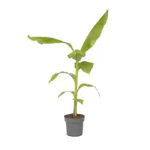 Musa Basjoo Bananenpflanze – Höhe 55-70 cm im Topf – Winterhart