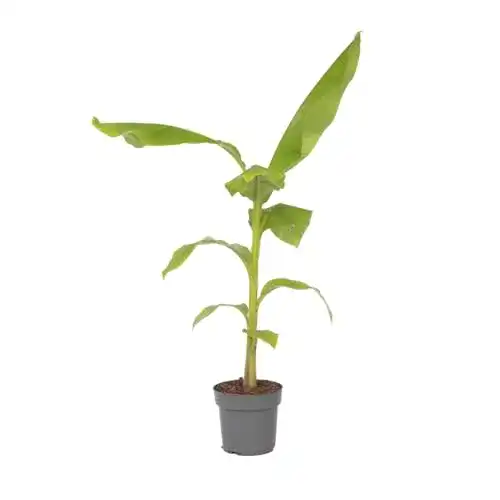 Musa Basjoo Bananenpflanze – Höhe 55-70 cm im Topf – Winterhart