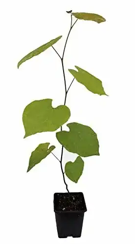 Judasbaum Seedeo (Cercis siliquastrum) Pflanze 40-50 cm