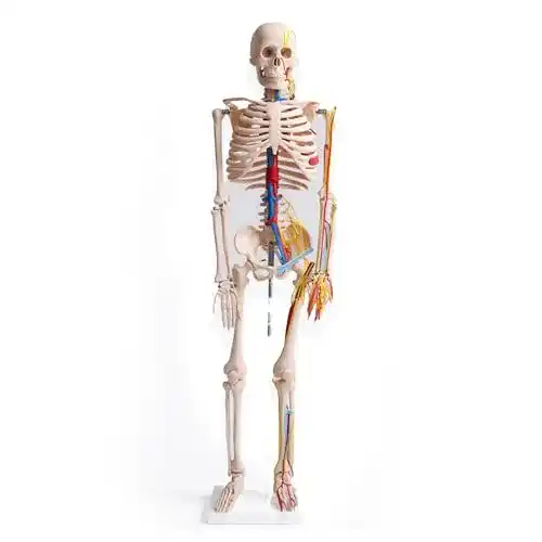 Anatomie Modell Skelett mit Nerven und Arterien 87 cm
