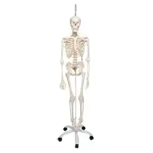 Anatomie Skelett 3B Scientific Feldi für medizinische Bildung