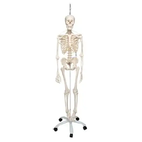 Anatomie Skelett 3B Scientific Feldi für medizinische Bildung