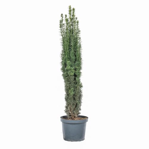 Säuleneibe Pflanzen Böring, Höhe: 120-130 cm, Taxus baccata