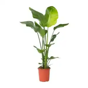 Strelitzie Pflanze – Strelitzia Nicolai – Grüne Zimmerpflanze