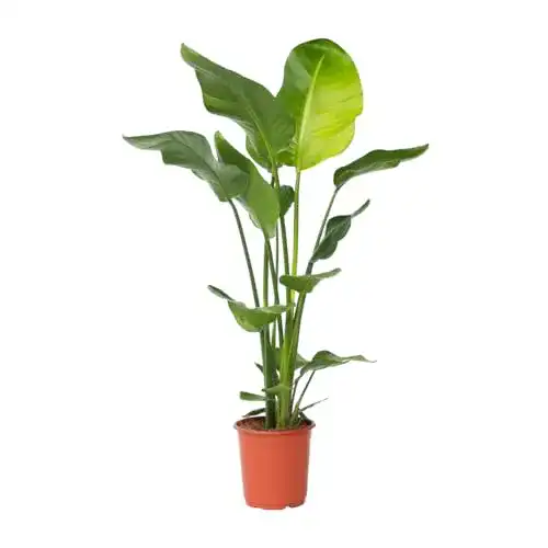 Strelitzie Pflanze – Strelitzia Nicolai – Grüne Zimmerpflanze
