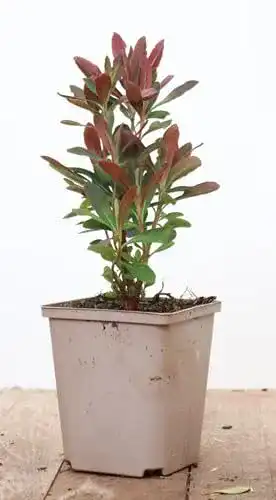 Wolfsmilch PlantaPro Euphorbia amygdaloides ‚Purpurea‘ P 1