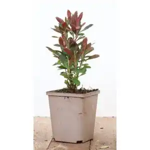 Wolfsmilch PlantaPro Euphorbia amygdaloides ‚Purpurea‘ P 1