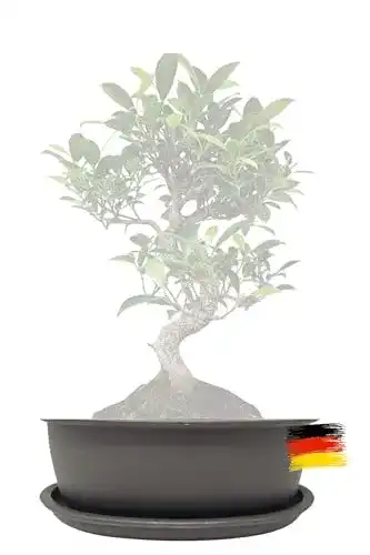 Bonsai-Schale Genki-Bonsai Pflanzschale 16 x 12,5 x 6 cm aus Kunststoff