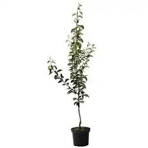 Birnenbaum Conference – Robuste Herbstbirne aus Müllers Garten Shop