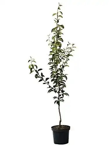 Birnenbaum Conference – Robuste Herbstbirne aus Müllers Garten Shop