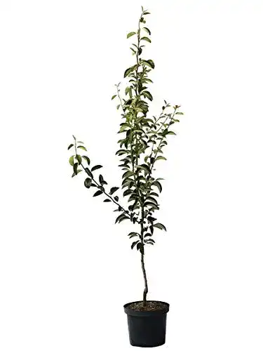Birnenbaum Conference – Robuste Herbstbirne aus Müllers Garten Shop