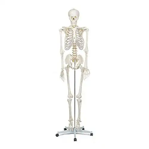 Anatomie Skelett Elementary Anatomy Skelett Modell mit Lehrtafeln