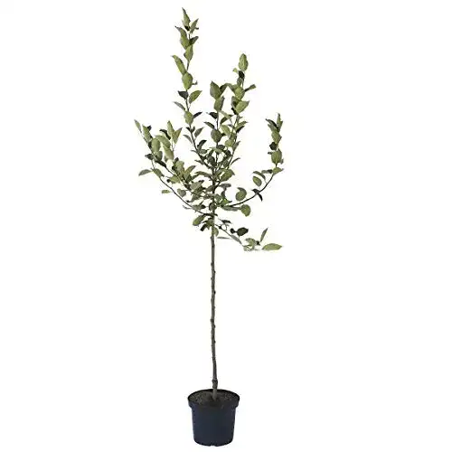 Weißer Klarapfel Apfelbaum von Müllers Grüner Garten Shop