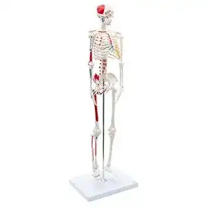 Anatomie Skelett Cranstein A-118 Mini Skelett mit Muskelbemalung