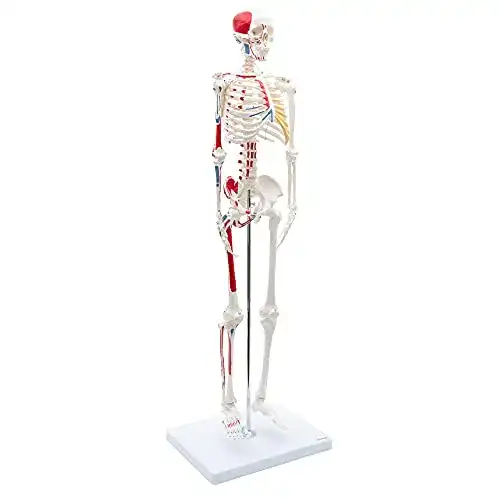 Anatomie Skelett Cranstein A-118 Mini Skelett mit Muskelbemalung