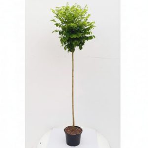 Kugelbaum Pflanzen Böring Kugel Akazie 180-190 cm Höhe
