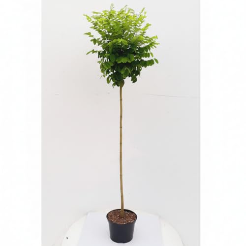 Kugelbaum Pflanzen Böring Kugel Akazie 180-190 cm Höhe