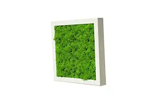 Moosbild aus Islandmoos und Rentiermoos für Wanddekoration