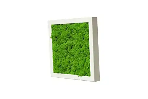 Moosbild aus Islandmoos und Rentiermoos für Wanddekoration