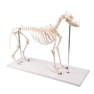 Hundeskelett von Erler-Zimmer in natürlicher Größe