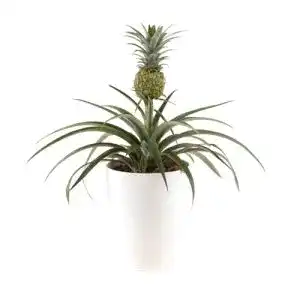 Ananaspflanze Ananas comosus Mi Amigo echte Zimmerpflanze im Topf