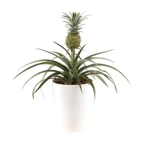 Ananaspflanze Ananas comosus Mi Amigo echte Zimmerpflanze im Topf