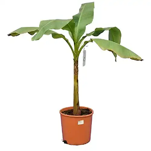 Bananenpflanze – Winterharte japanische Faserbanane (Musa basjoo)