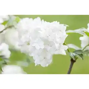 Schneeballpflanze Plantapro Viburnum plicatum Summer Snowflake 3040 cm