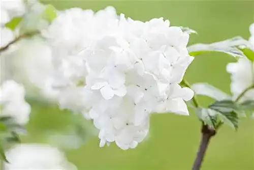 Schneeballpflanze Plantapro Viburnum plicatum Summer Snowflake 3040 cm