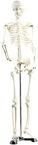Anatomie Skelett Newgen Medicals Deko Skelett für Lehrzwecke