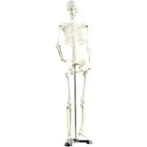Anatomie Skelett Newgen Medicals Deko Skelett für Lehrzwecke